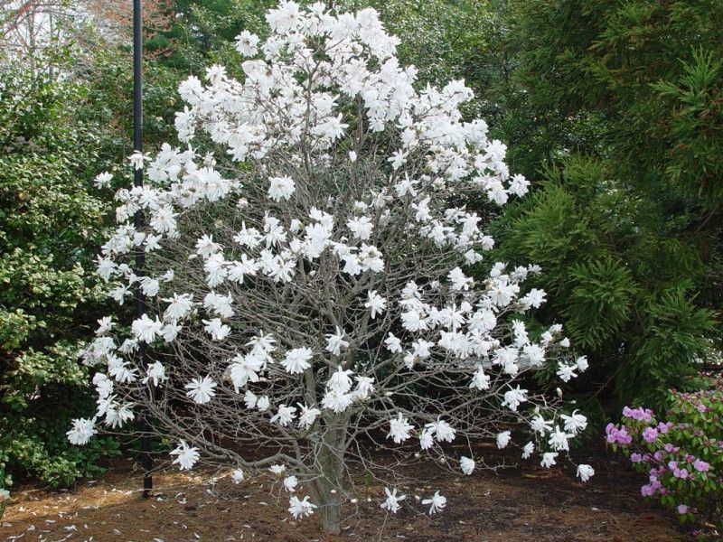 Magnolia arbuste