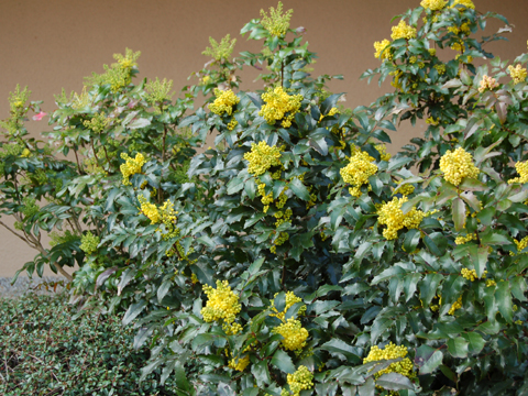 Petit arbuste jaune