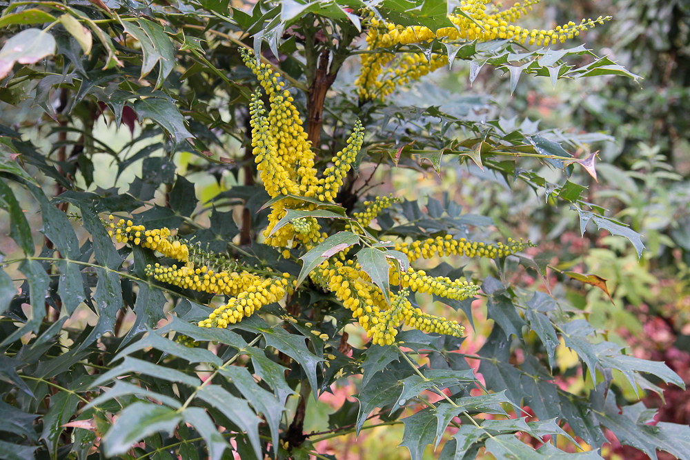 Arbuste fleur jaune persistant