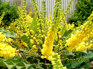 Arbuste persistant jaune