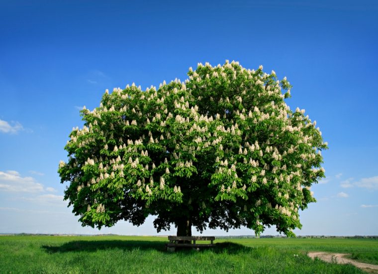 Arbres à feuilles non caduques