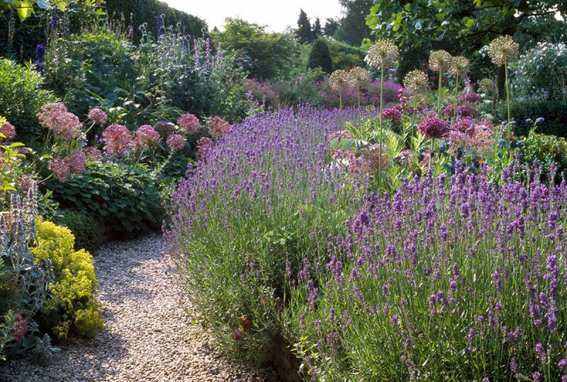 Plantes méditerranéennes rustiques