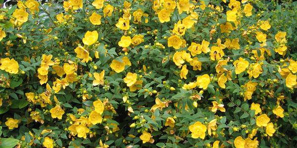 Arbuste a fleur jaune orange