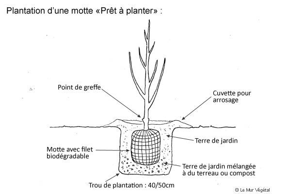 Plantation arbuste
