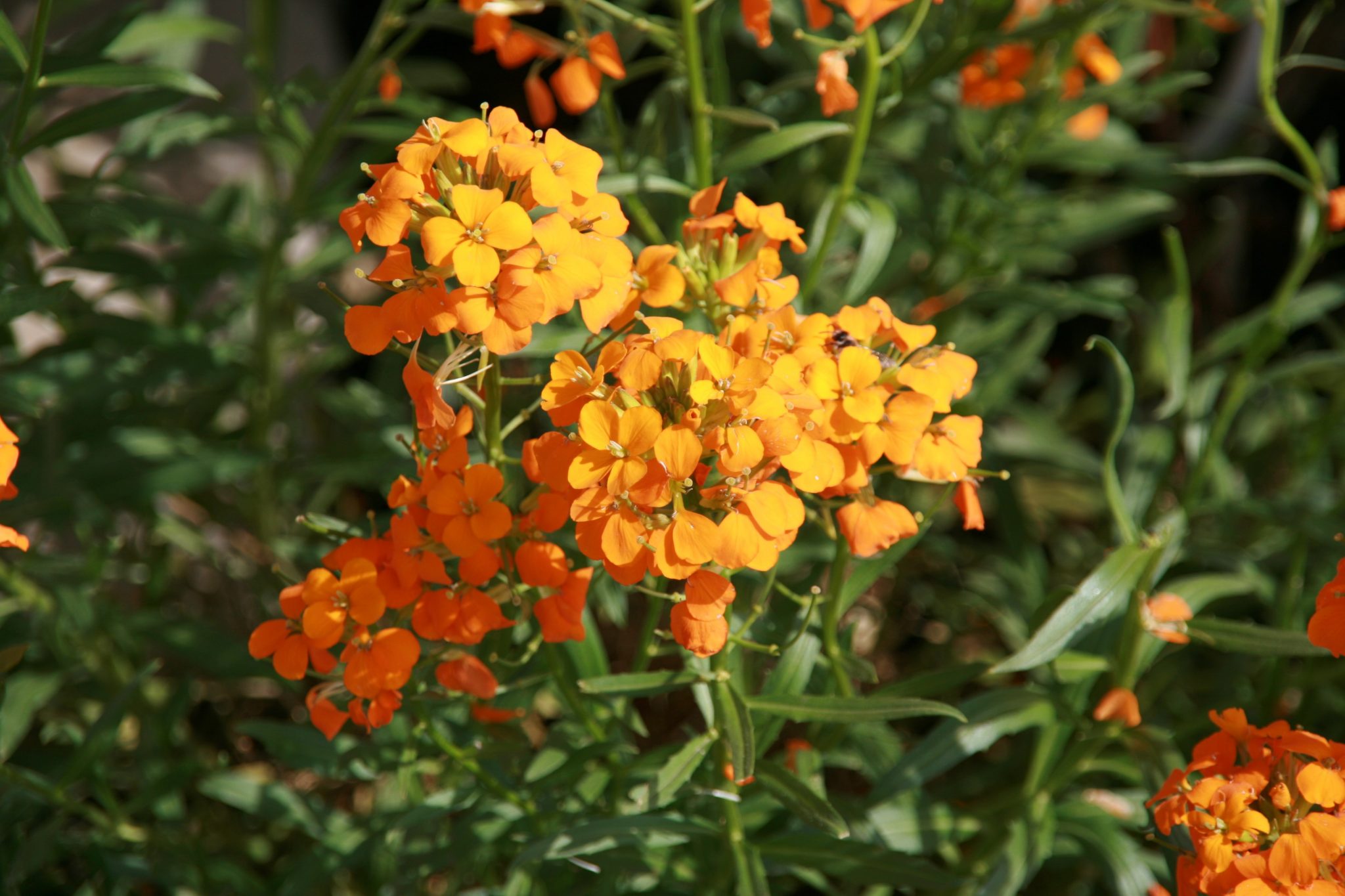 Arbuste a fleur jaune orange