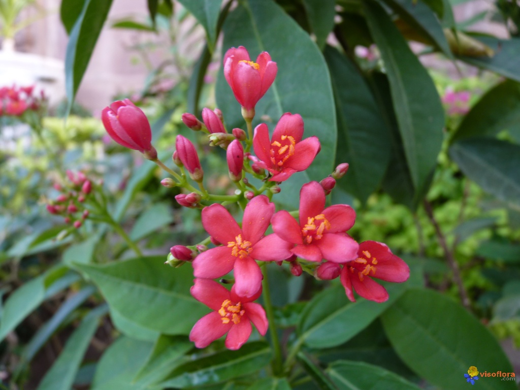 Arbustes à fleurs rouges