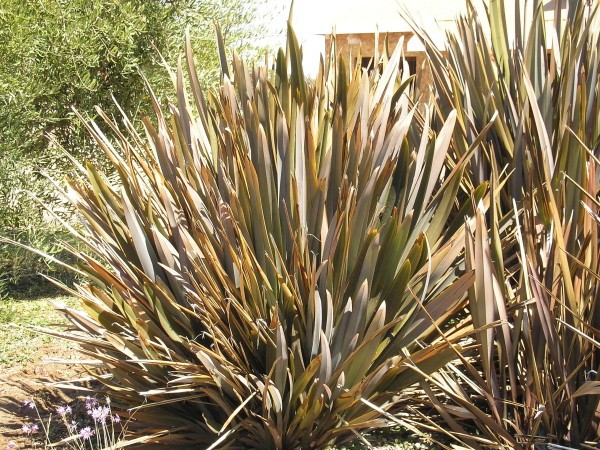 Plantes vivaces à feuillage persistant