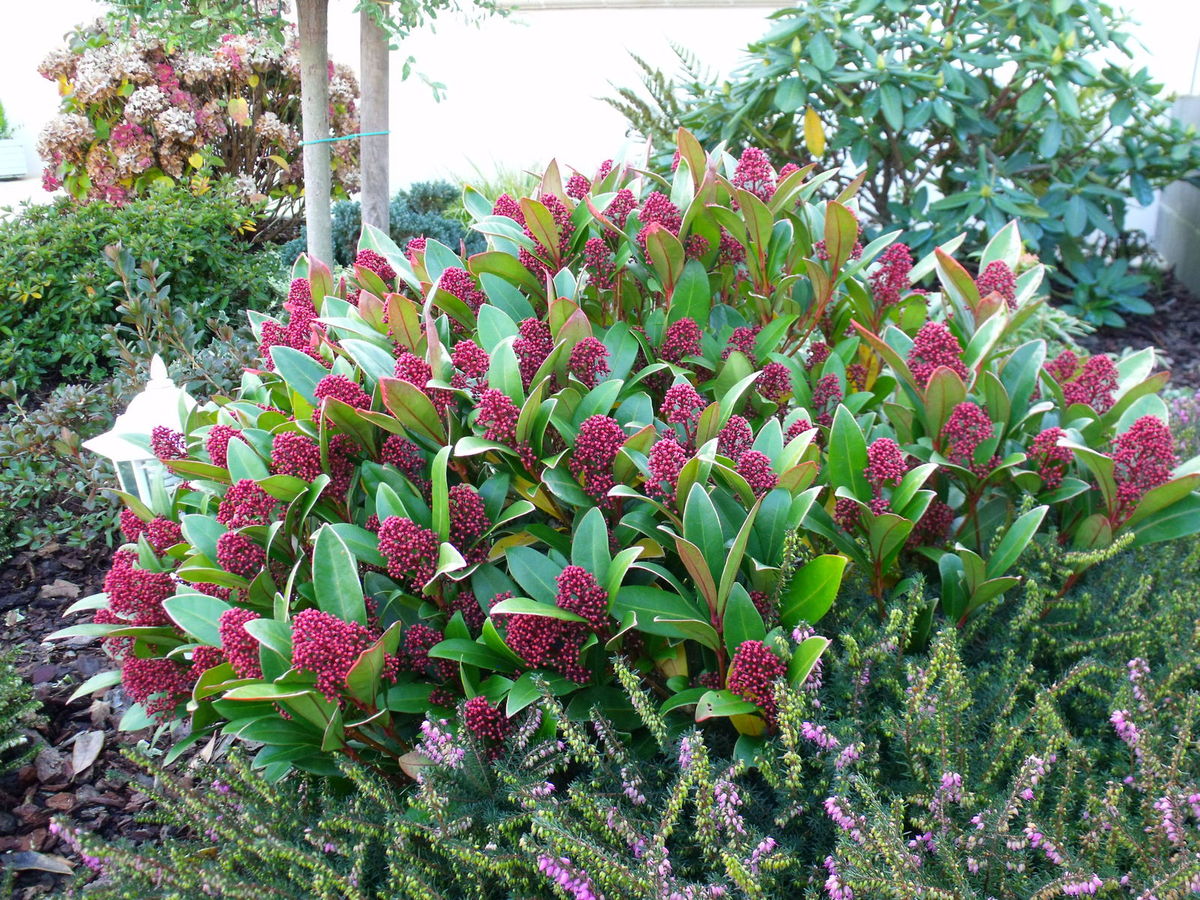 Arbuste persistant à fleurs