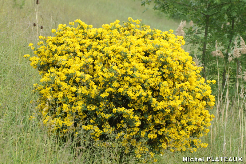 Arbuste à fleurs jaunes