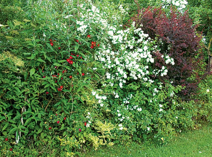 Haie à feuilles persistantes