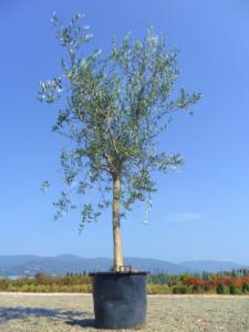 Arbre feuille persistant