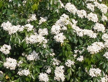 Arbuste persistant a fleur blanche