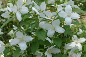 Arbuste à fleurs blanches odorantes