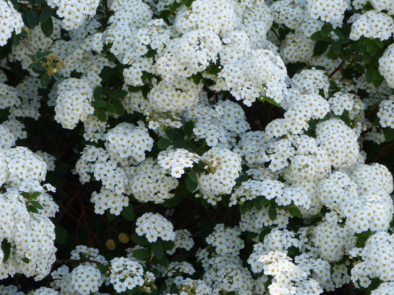 Arbuste haie fleurs blanches