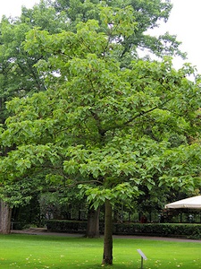 Arbre feuillage persistant croissance rapide