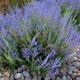 Arbuste a fleur bleue