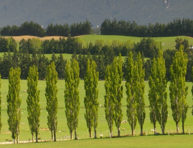 Arbre peuplier