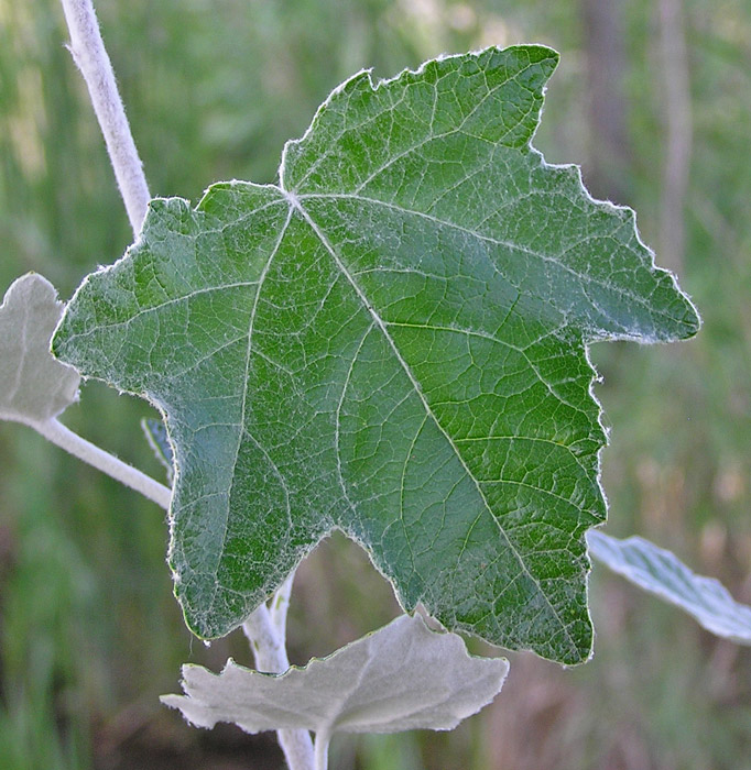 Feuille peuplier