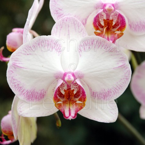 Culture orchidée phalaenopsis