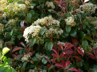 Arbuste de haie persistant à fleurs