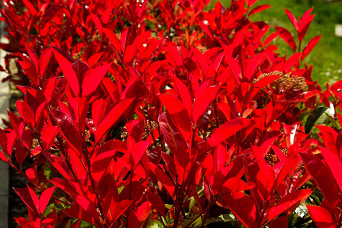 Arbuste persistant feuillage rouge