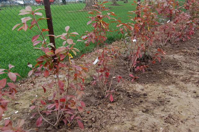 Arbuste haie feuille rouge