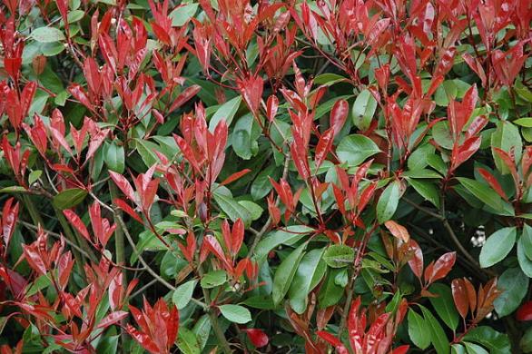 Arbuste feuillage persistant rouge