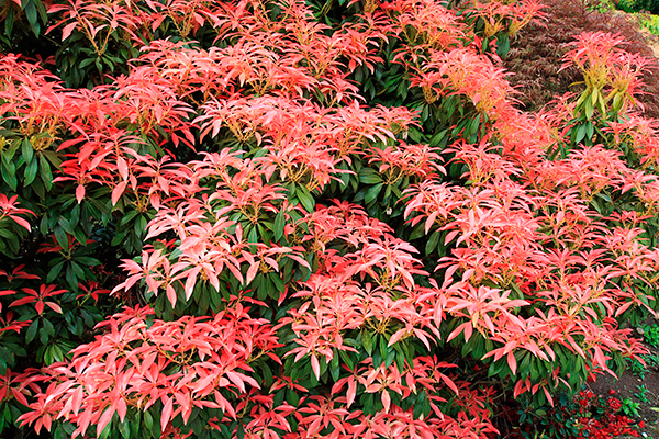 Plante feuillage persistant soleil