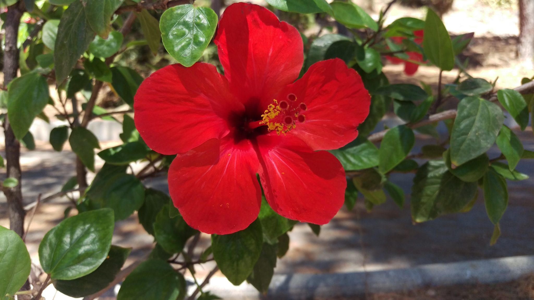 Arbuste fleur rouge