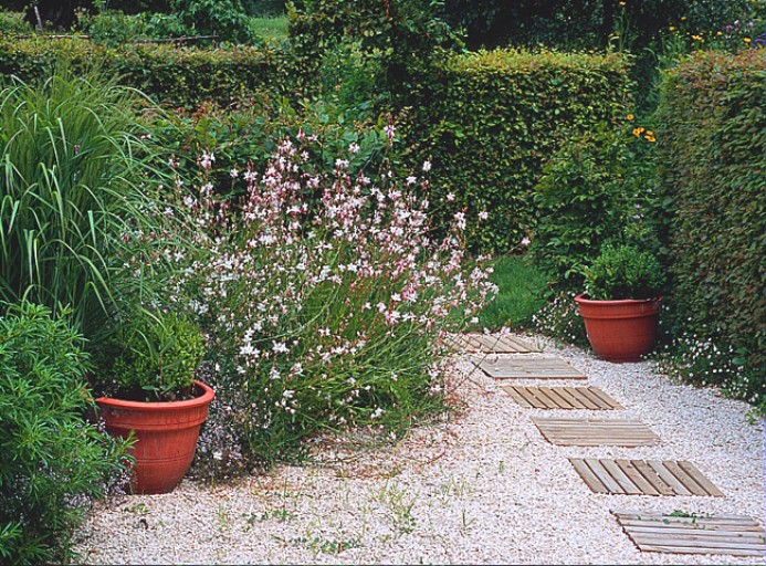 Plante terrasse persistant