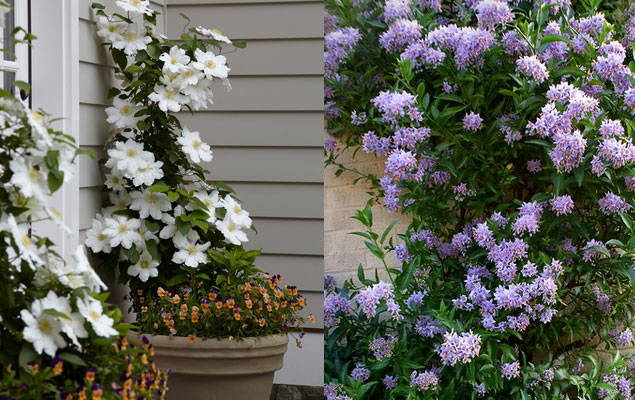 Plante balcon feuillage persistant