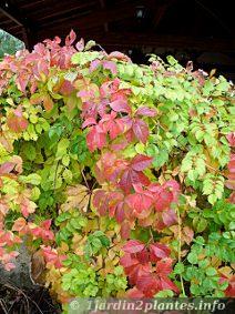 Plante balcon feuillage persistant