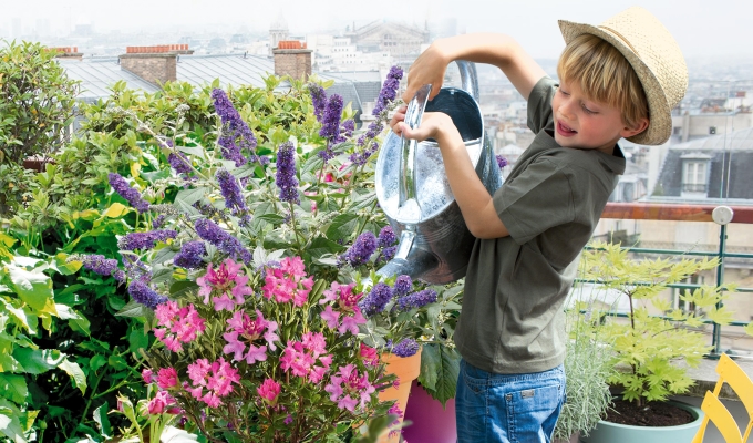 Plantes et arbustes de jardin