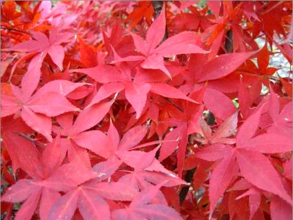 Feuillage rouge persistant