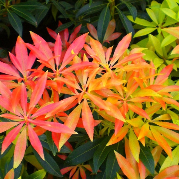 Arbuste feuillage persistant coloré