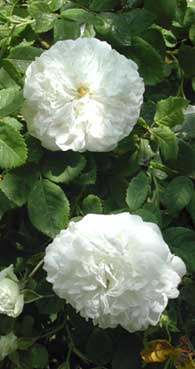 Arbuste à grosses fleurs blanches