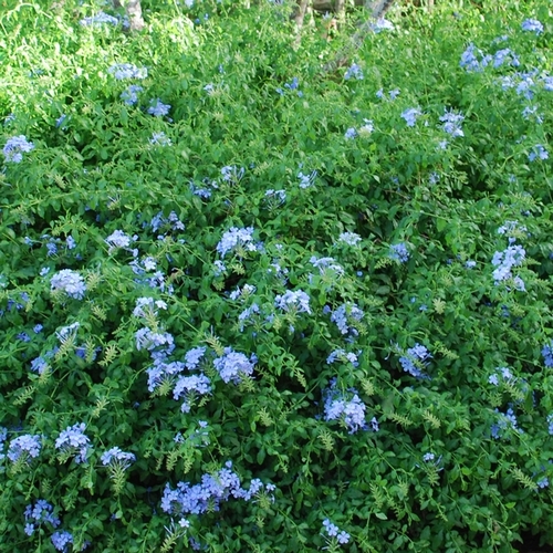 Plante arbustive à fleurs bleues