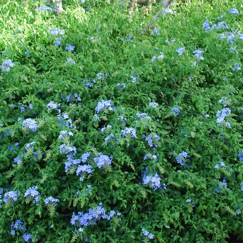 Arbuste à fleurs bleues