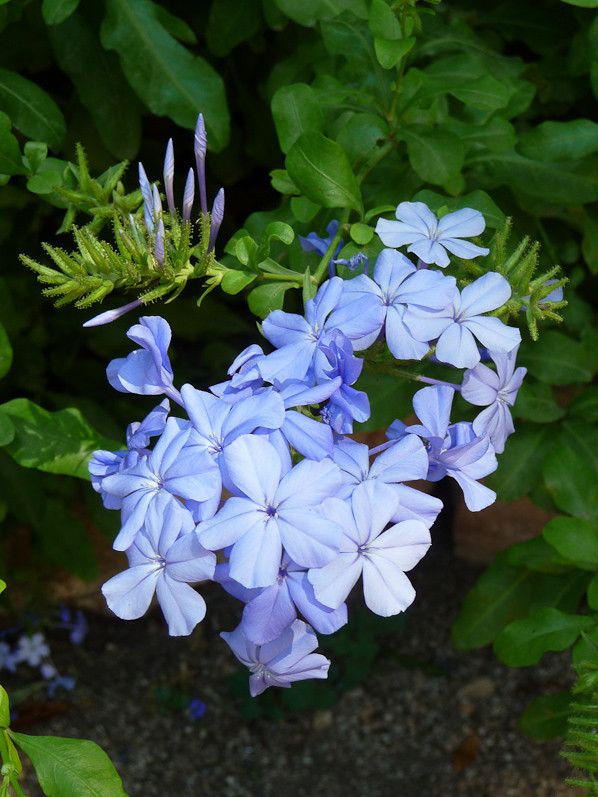 Arbuste avec petites fleurs bleues