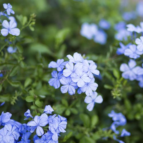 Buisson à fleurs bleues