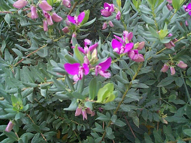 Arbuste persistant à fleurs mauves