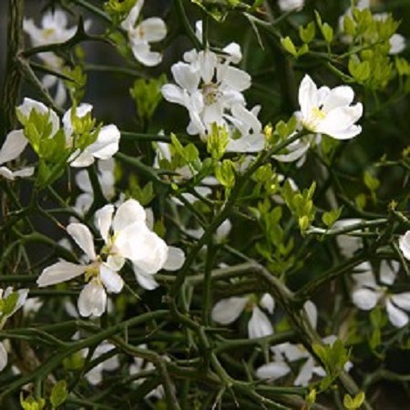 Arbuste feuillage persistant fleurs blanches