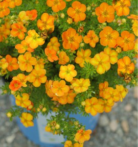 Arbuste fleuri orange