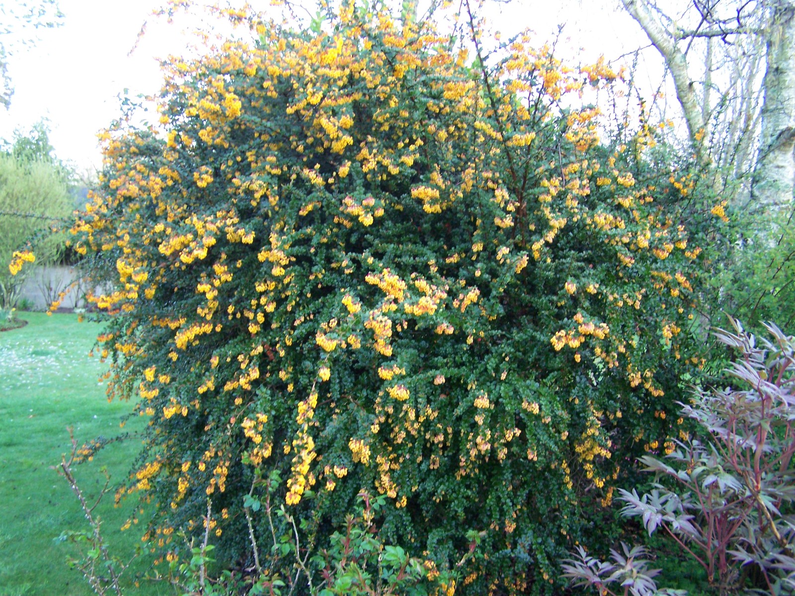 Arbuste feuillage persistant floraison estivale