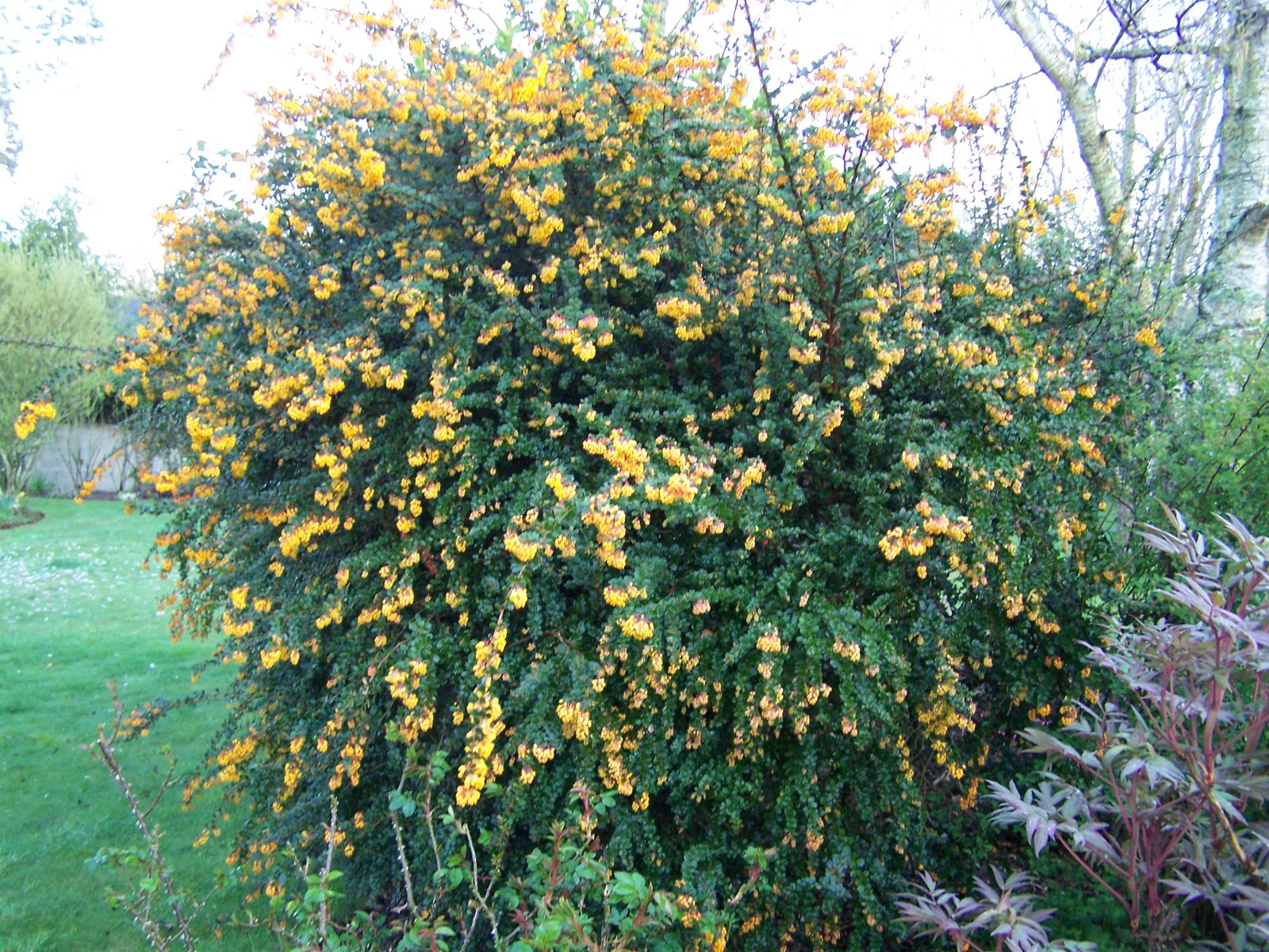 Arbuste floraison estivale feuillage persistant