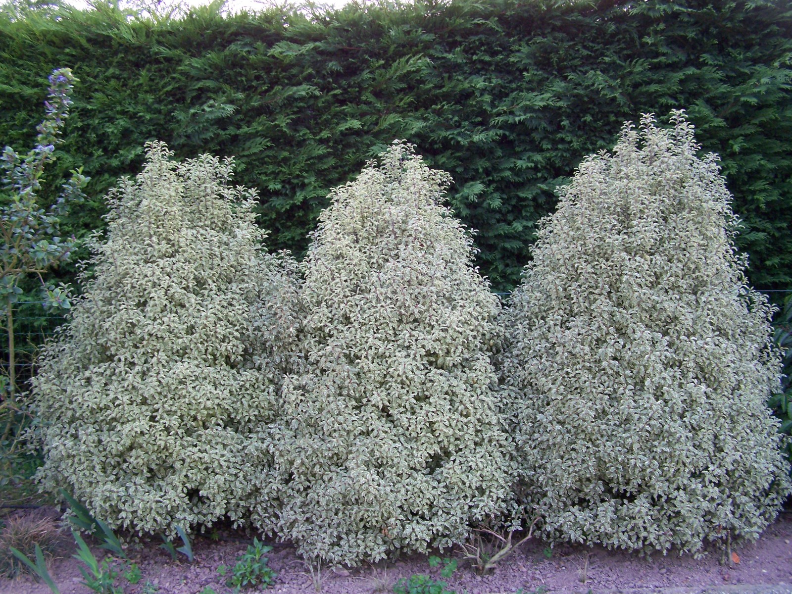 Arbuste blanc persistant