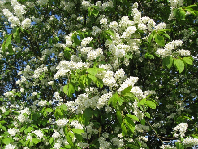 Liste des arbustes à fleurs