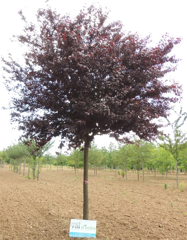 Arbre de petite taille à feuillage persistant