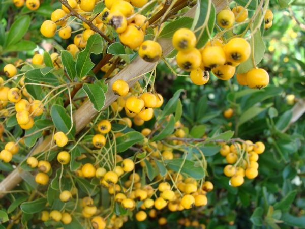 Arbuste à boules jaunes