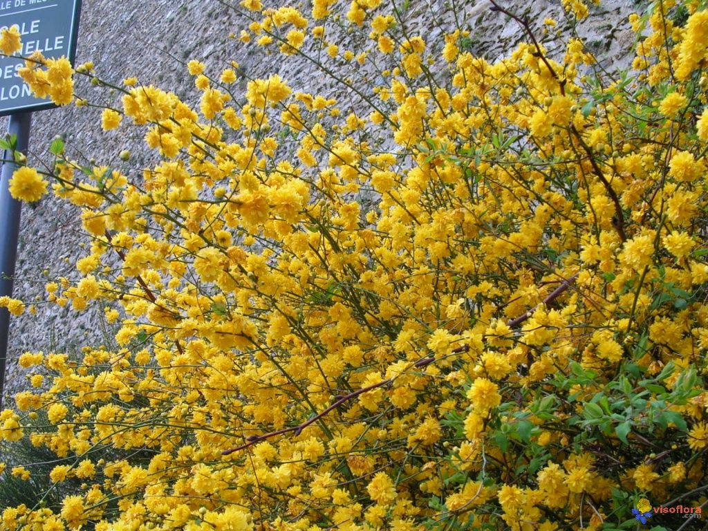 Arbuste a fleur jaune et rouge